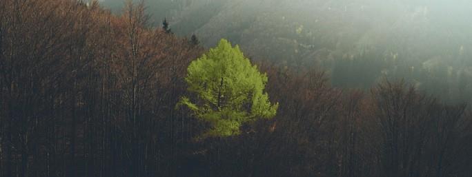 A vibrant green tree stands out among darker trees in a foggy forest.